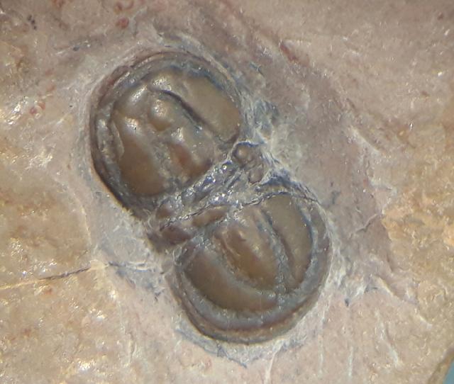 Peronopsis interstricta (WHITE 1874) - Bild &copy; FossNet FossilienStore